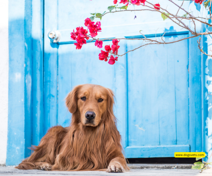 Can Golden Retrievers Be Left Alone at Home? 5 Tips to Know